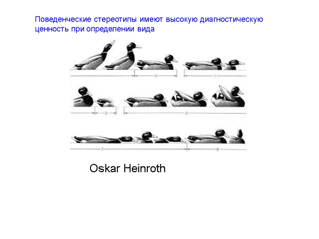 Oskar Heinroth Поведенческие стереотипы имеют высокую диагностическую ценность при определении вида